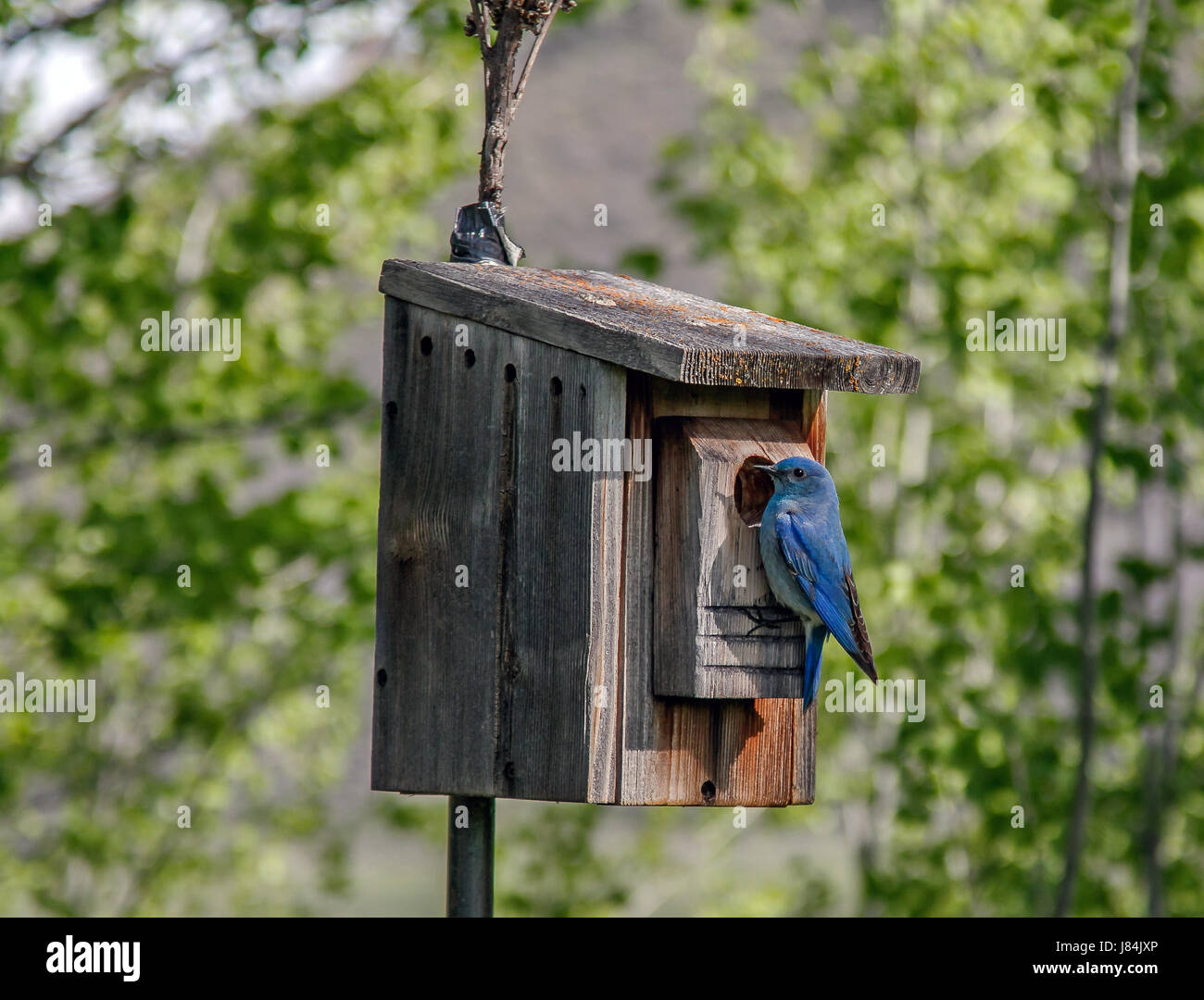 [Le Merlebleu azuré Sialia currucoides] perché sur une cabane. Park City, Utah. Banque D'Images