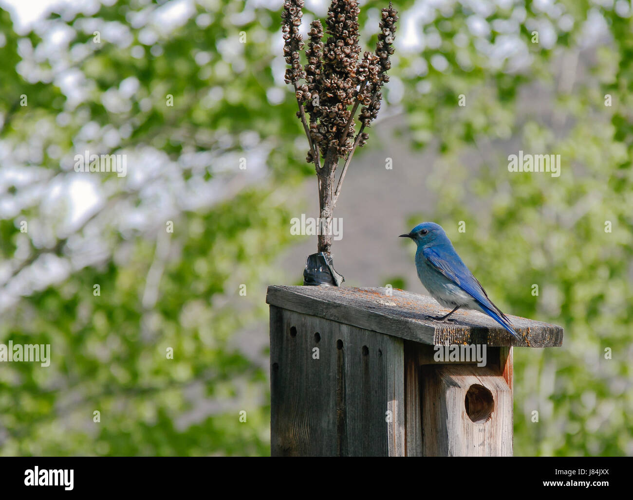 [Le Merlebleu azuré Sialia currucoides] perché sur une cabane. Park City, Utah. Banque D'Images