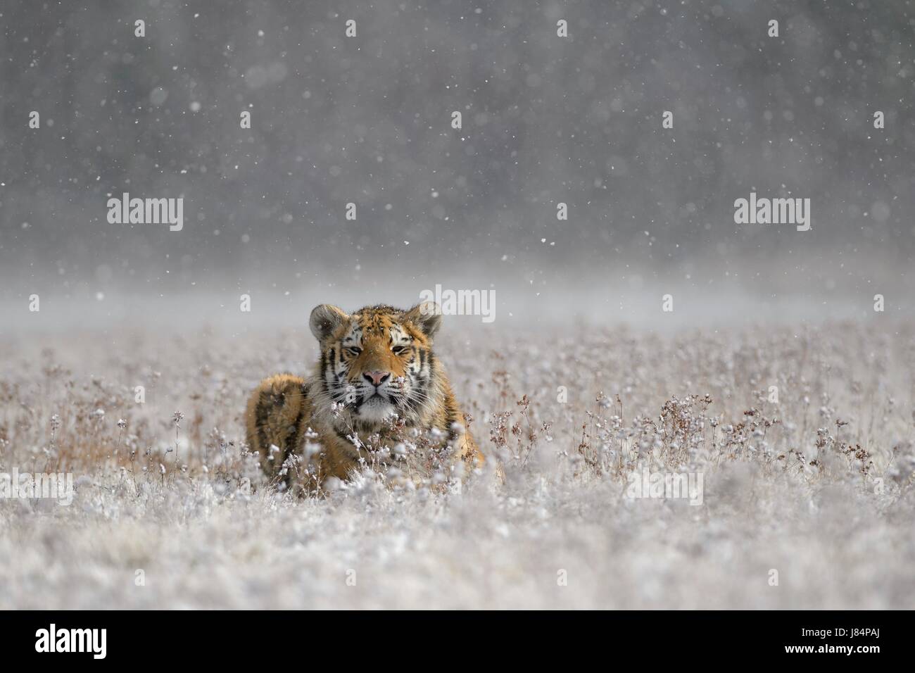 Tigre de Sibérie (Panthera tigris altaica), captive, allongé dans l'herbe, lors de fortes chutes de neige, Moravie, République Tchèque Banque D'Images