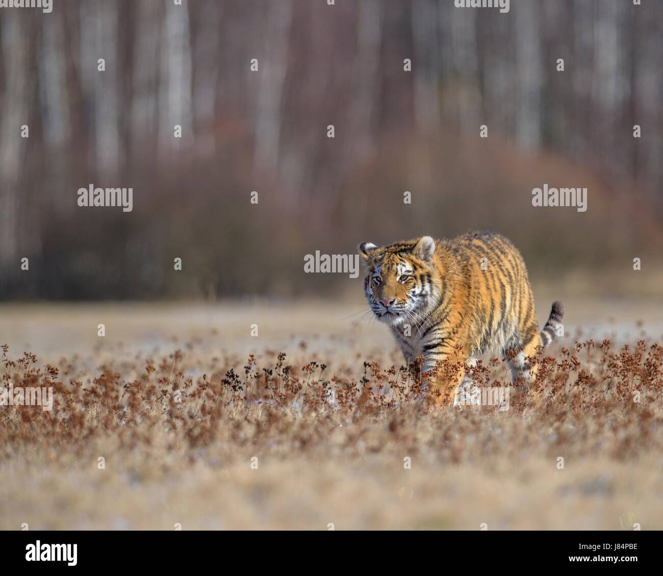 Tigre de Sibérie (Panthera tigris altaica), captive, marcher dans un pré, Moravie, République Tchèque Banque D'Images