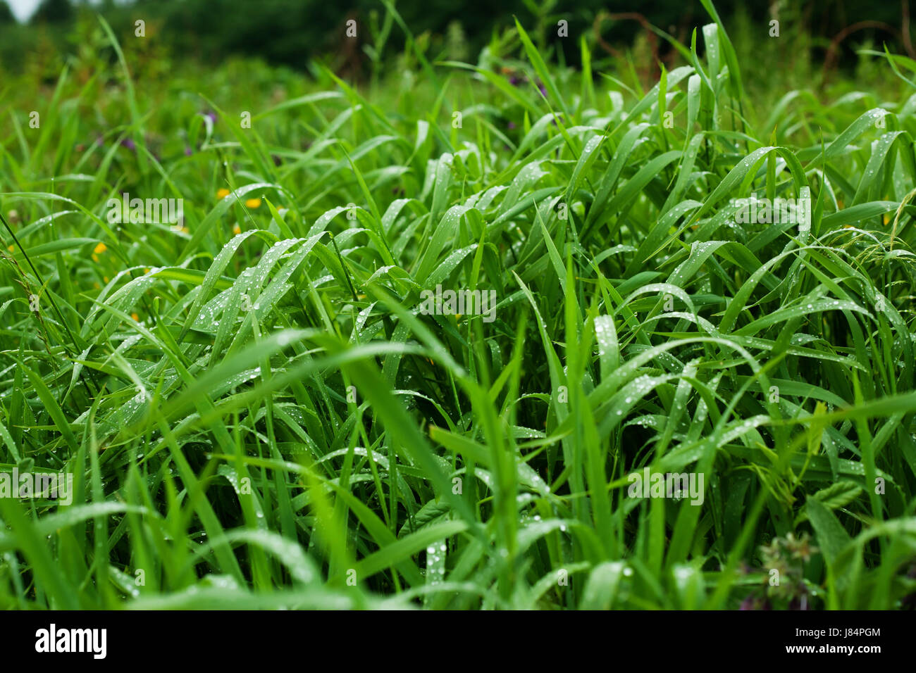 A proximité de l'environnement couleur des feuilles de l'environnement laisse le jardin terrain été summerly Banque D'Images