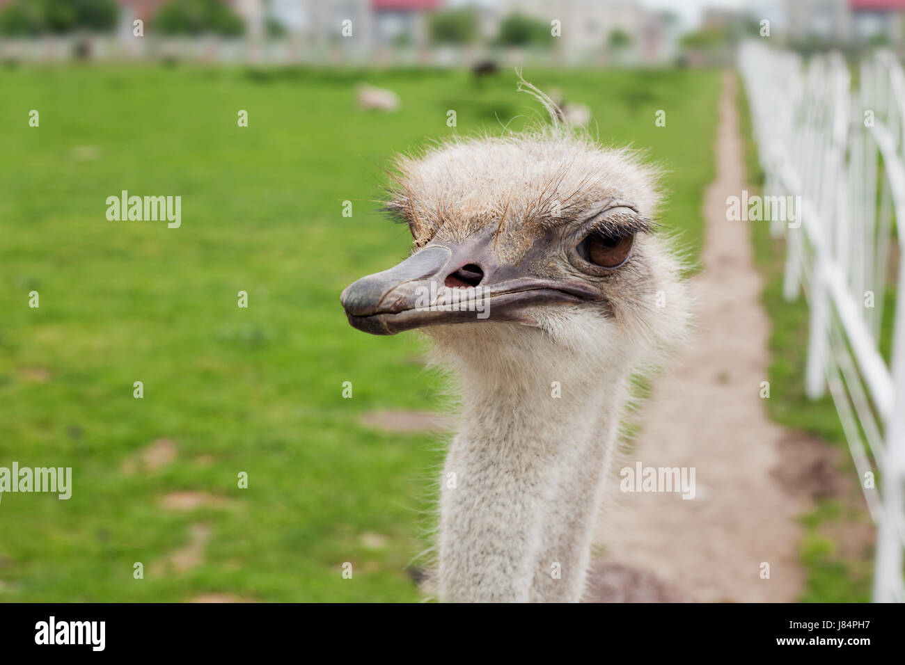 Fermer seul gros gros énorme immense imposant les puissants extrêmes Banque D'Images