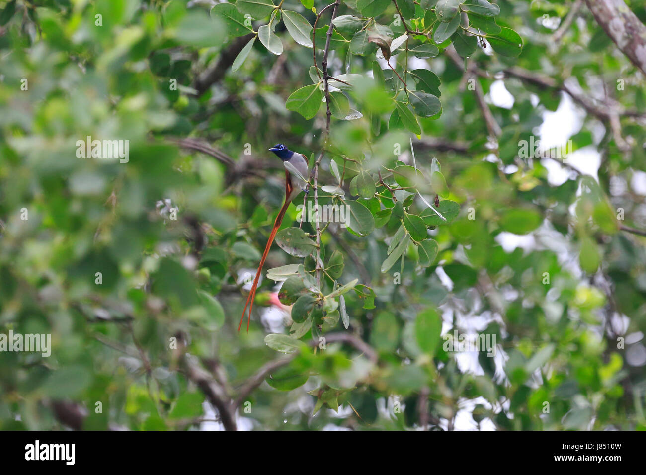 Asian paradise flycatcher (Terpsiphone paradisi) dans la plus grande forêt de mangroves des Sundarbans, célèbre pour le Royal tigre du Bengale et le monde de l'UNESCO H Banque D'Images