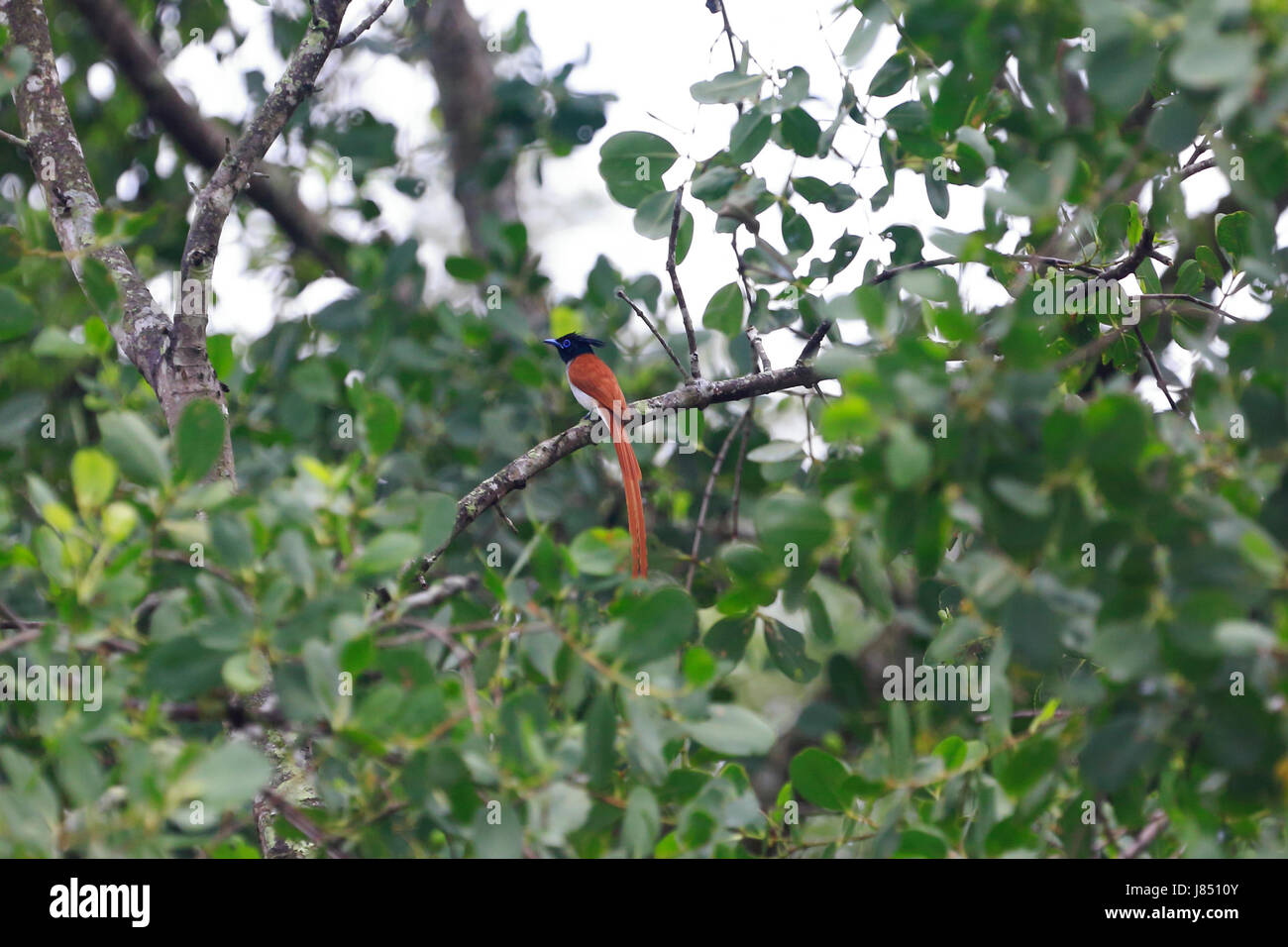 Asian paradise flycatcher (Terpsiphone paradisi) dans la plus grande forêt de mangroves des Sundarbans, célèbre pour le Royal tigre du Bengale et le monde de l'UNESCO H Banque D'Images