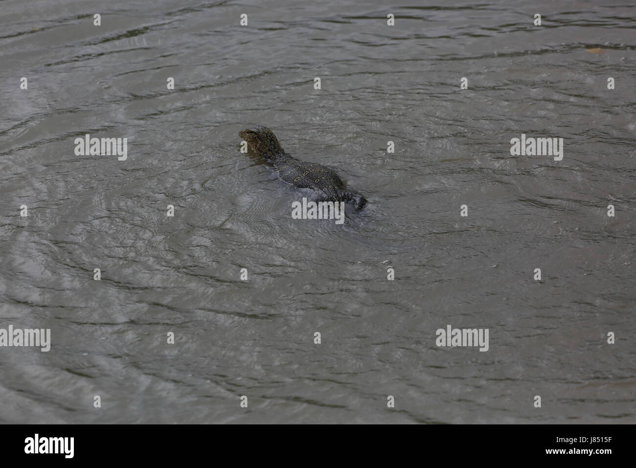 Moniteur de l'eau (Varanus salvator) macromaculatus nager en travers d'un ruisseau dans les Sundarbans, site du patrimoine mondial de l'UNESCO au Bangladesh. Banque D'Images