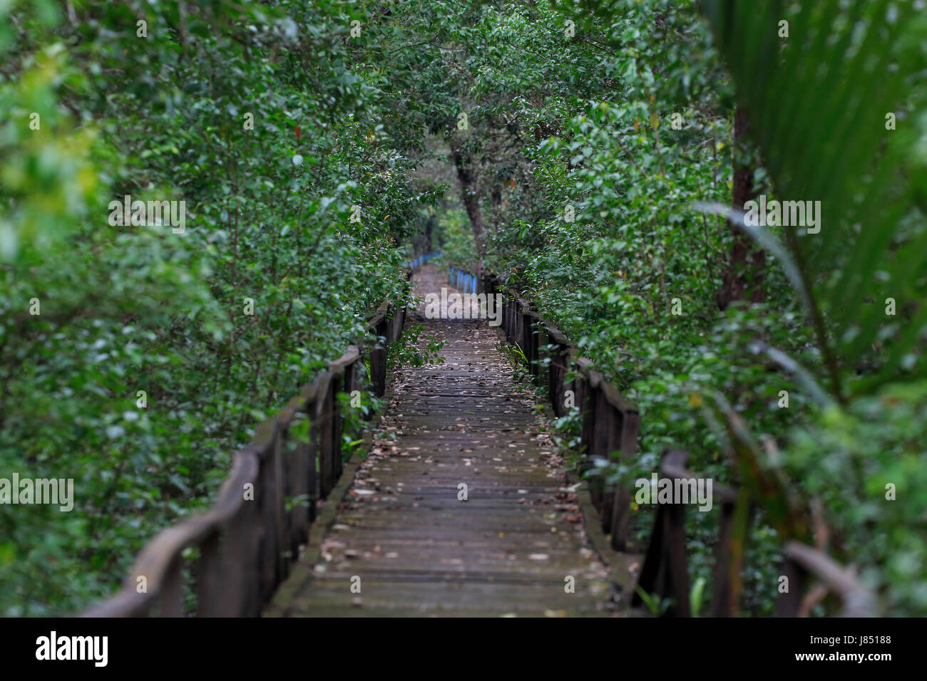 Sentier de bois à Harbaria Centre éco-tourisme dans les Sundarbans, classé au Patrimoine Mondial de l'organisation mondiale et plus grande forêt de mangrove. Bagerhat, Bangladesh. Banque D'Images
