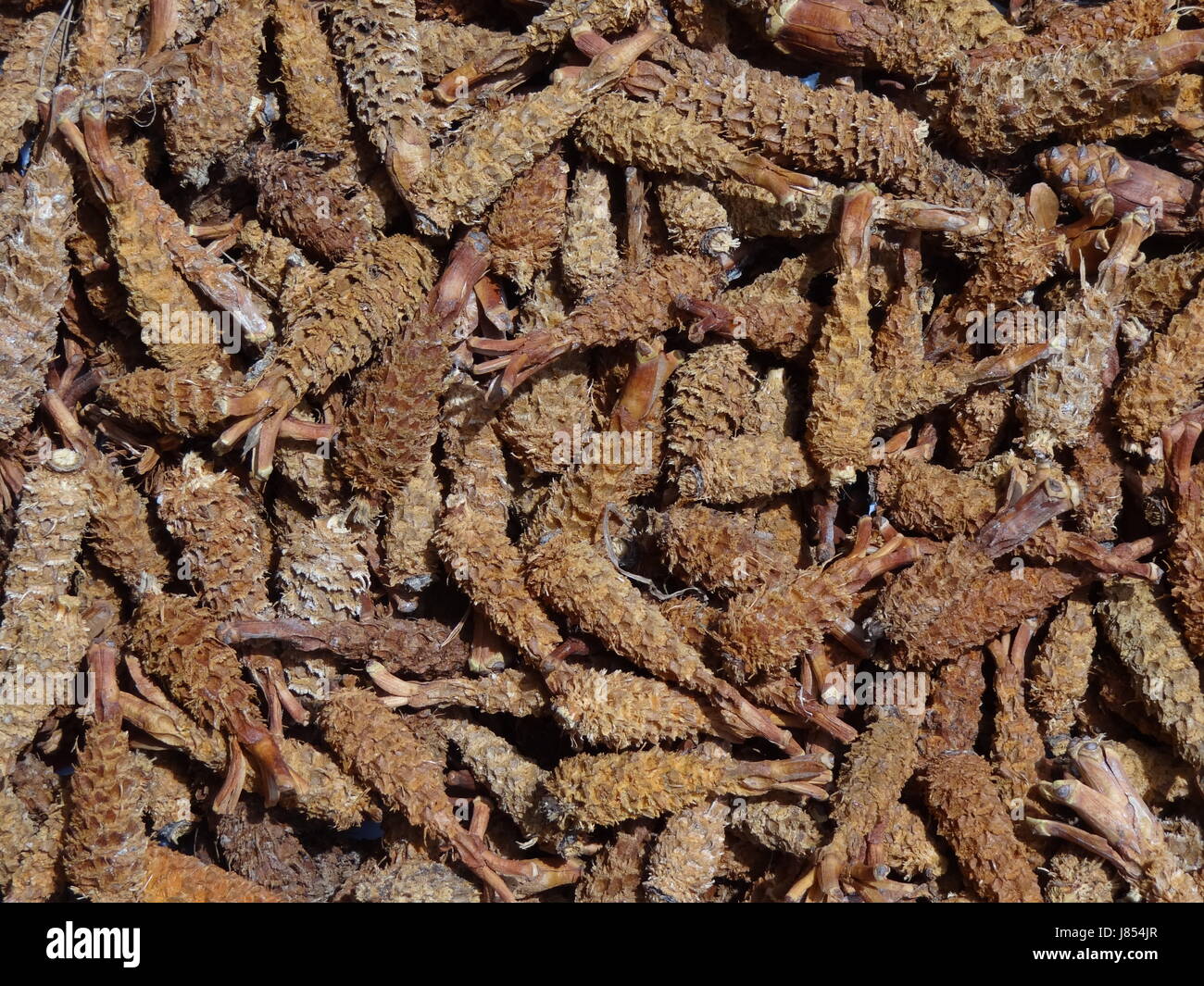 Fermer brunâtre brun brunette pine cone plat de nourriture repas toile d'écureuil Banque D'Images