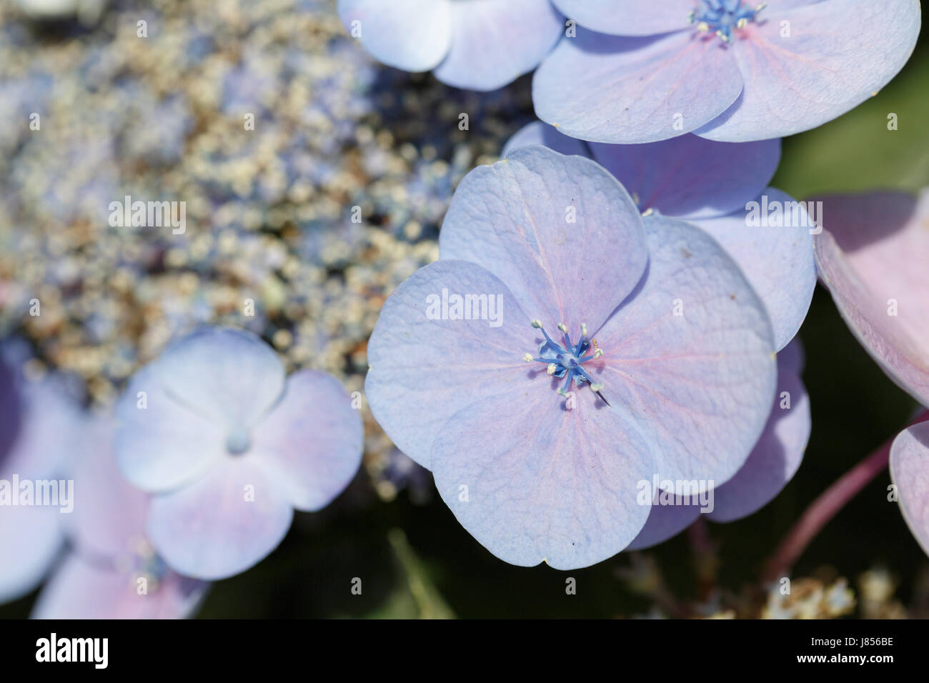 Une fermeture partielle de l'hortensia bleu Banque D'Images