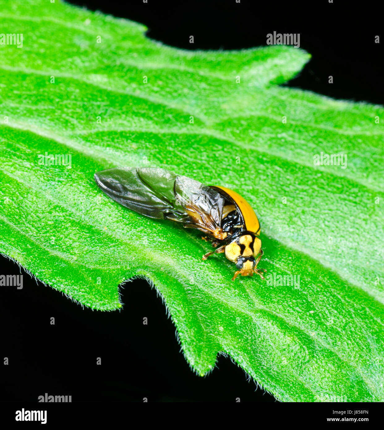 Un militaire blessé ou Ladybird Ladybug avec une aile manquante cas, New South Wales, NSW, Australie Banque D'Images