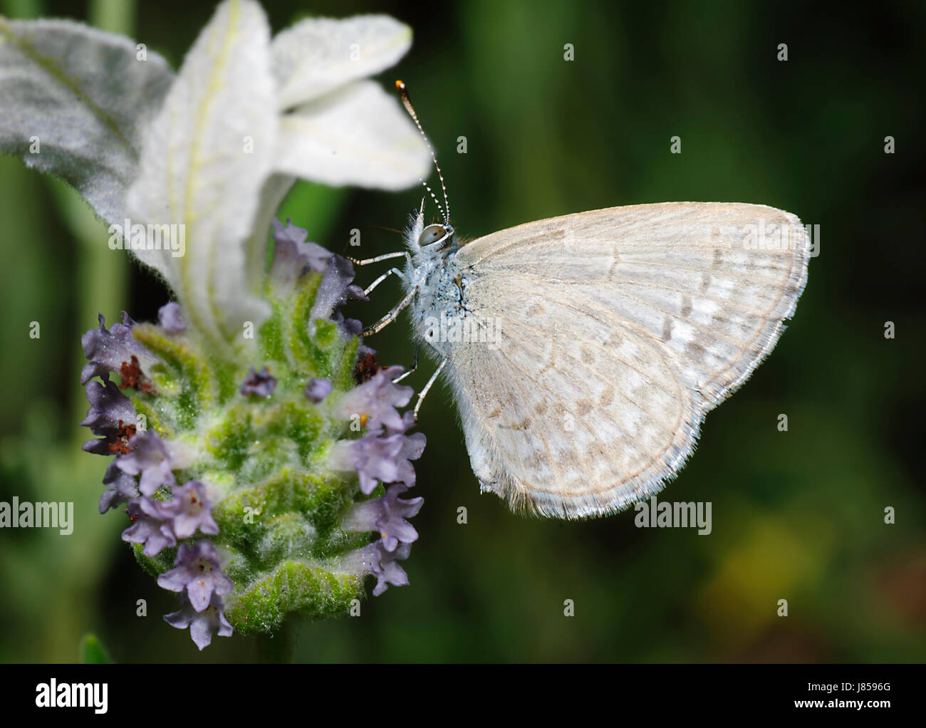 L'herbe commune (Zizina labradus papillon bleu), New South Wales, NSW, Australie Banque D'Images