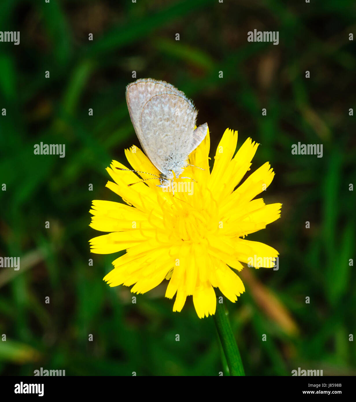 L'herbe commune (Zizina labradus papillon bleu), New South Wales, NSW, Australie Banque D'Images