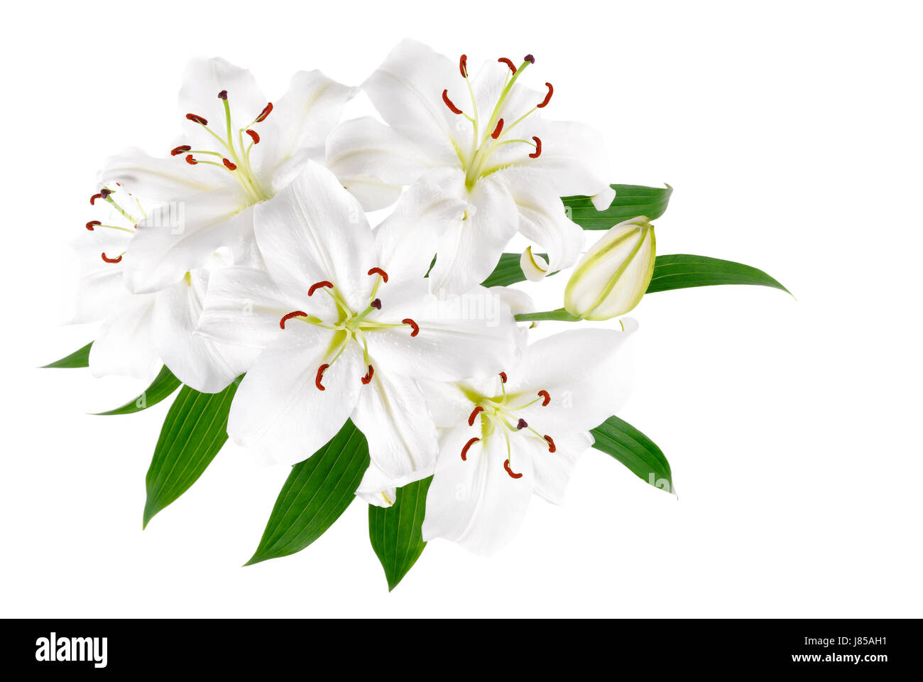 La photographie de studio isolé fleur fleurs blanc plante caucasienne européenne Banque D'Images
