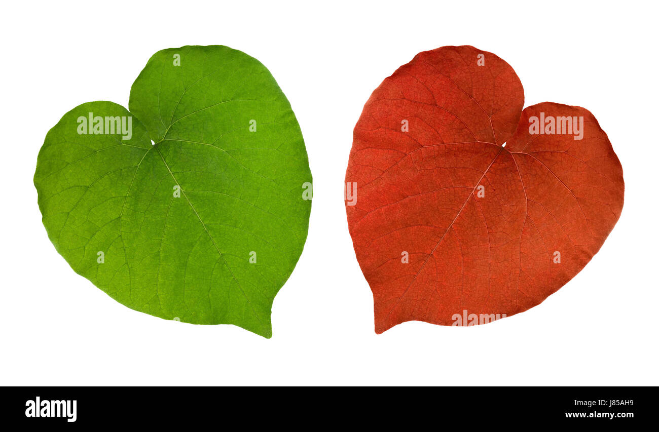 Deux feuilles en coeur Banque D'Images