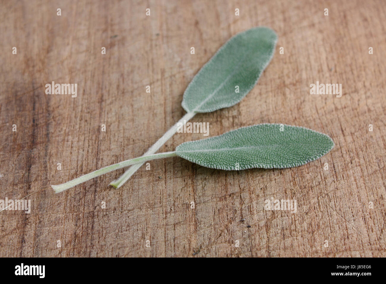 Aliment alimentaire santé feuille fraîcheur botanique bois isolés d'épices cuisine aromatique Banque D'Images