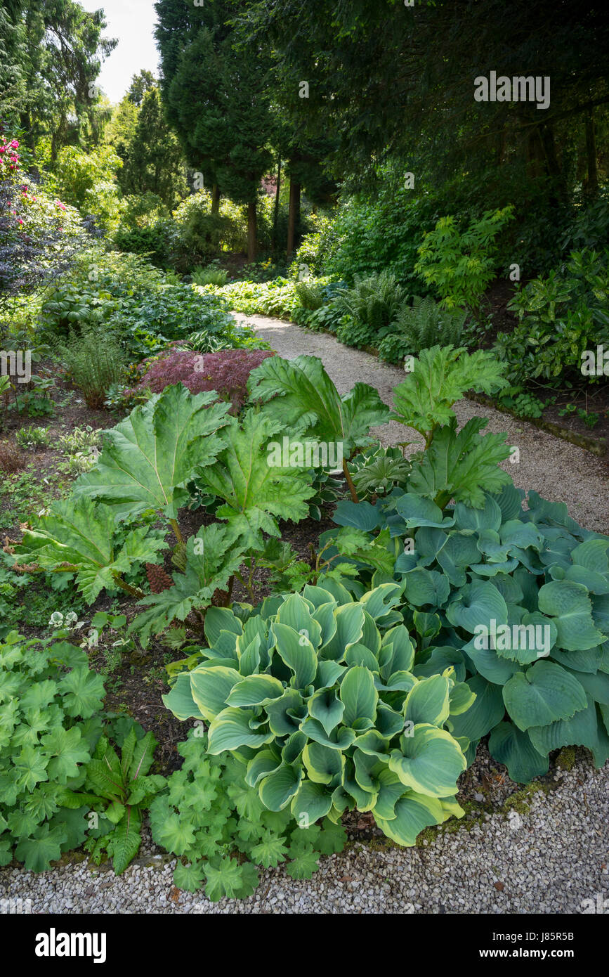 Plantation à l'ombre d'Hostas et de Gunnera dans les jardins de la salle Thornbridge près de Great Longstone, Derbyshire, Angleterre. Banque D'Images