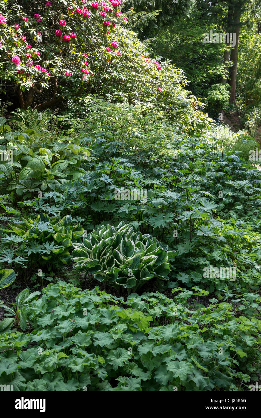 Plantation d'ombres dans les jardins de Thornbridge Hall près de Great Longstone, Derbyshire, Angleterre. Banque D'Images