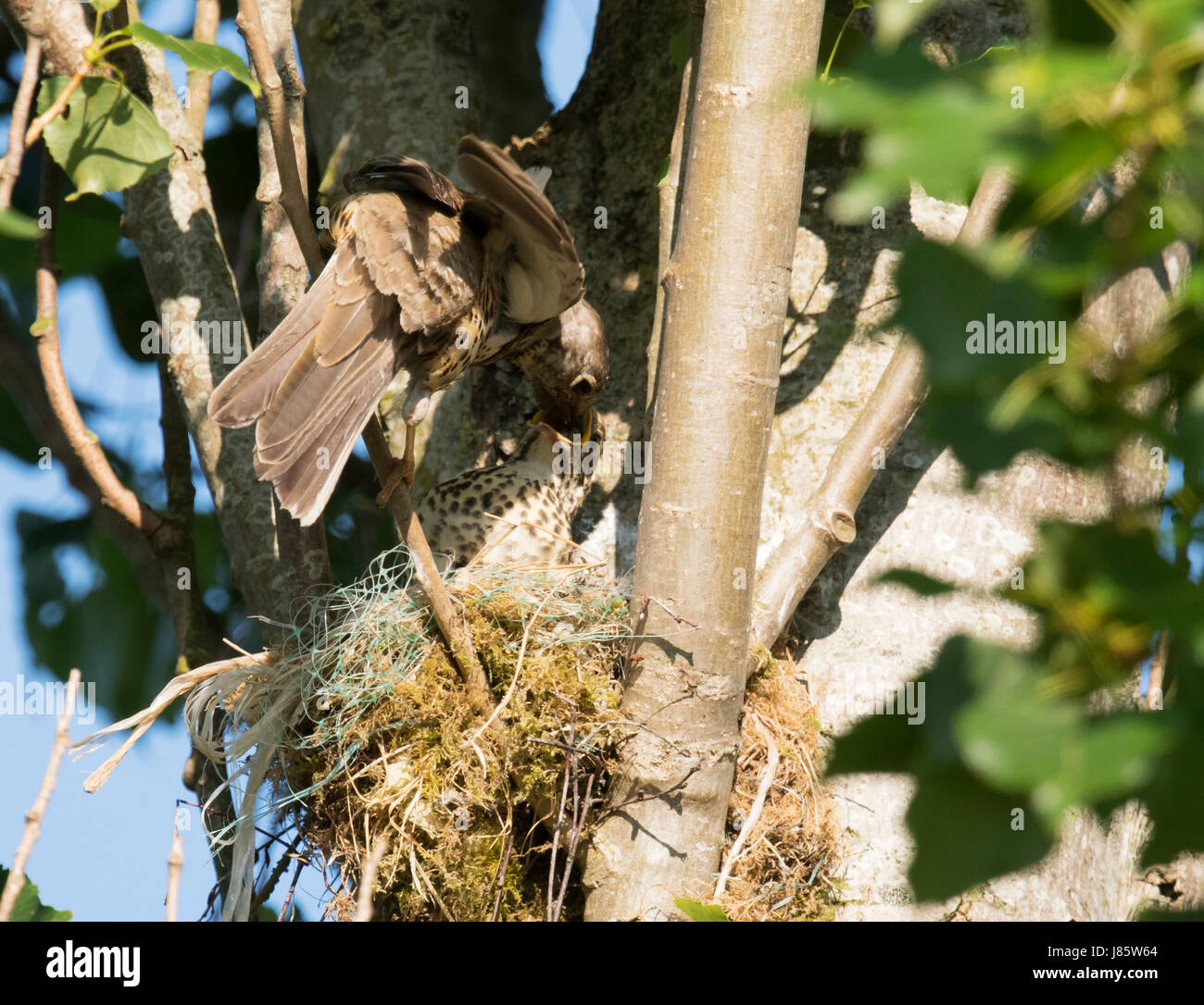 Mistle Thush adultes (Turdus viscivorus) nourrir le poussin à l'envol dernière dans un nid, tout en haut dans un peuplier, Warwickshire Banque D'Images