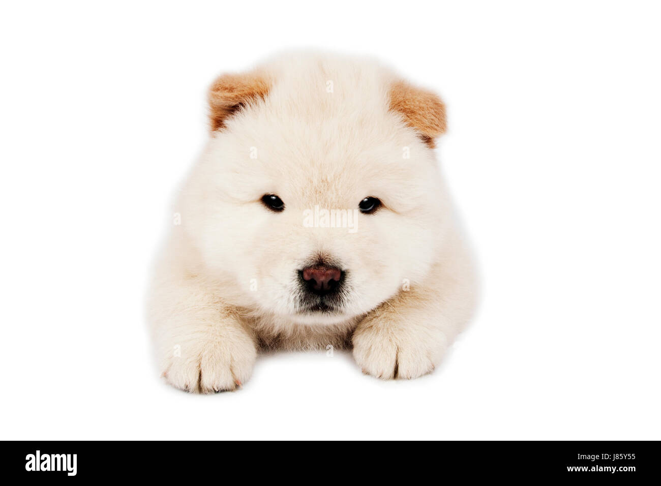 Animaux Animaux à fourrure brune brun brun mammifères studio chien chiot chine cub baby Banque D'Images