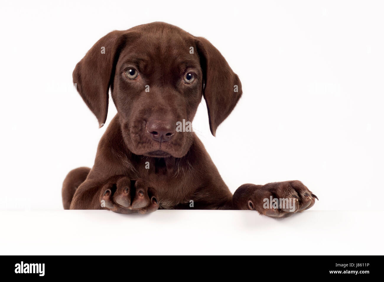 Animal Animaux chien chiot un pointeur de recherche de texte allemand gun arme à feu canin race Banque D'Images