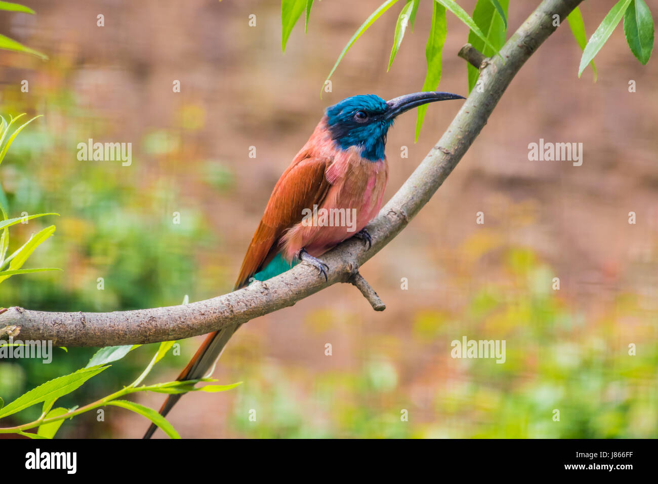 Carmine bee-eater sitting on tree branch plumes rouge et bleu Banque D'Images