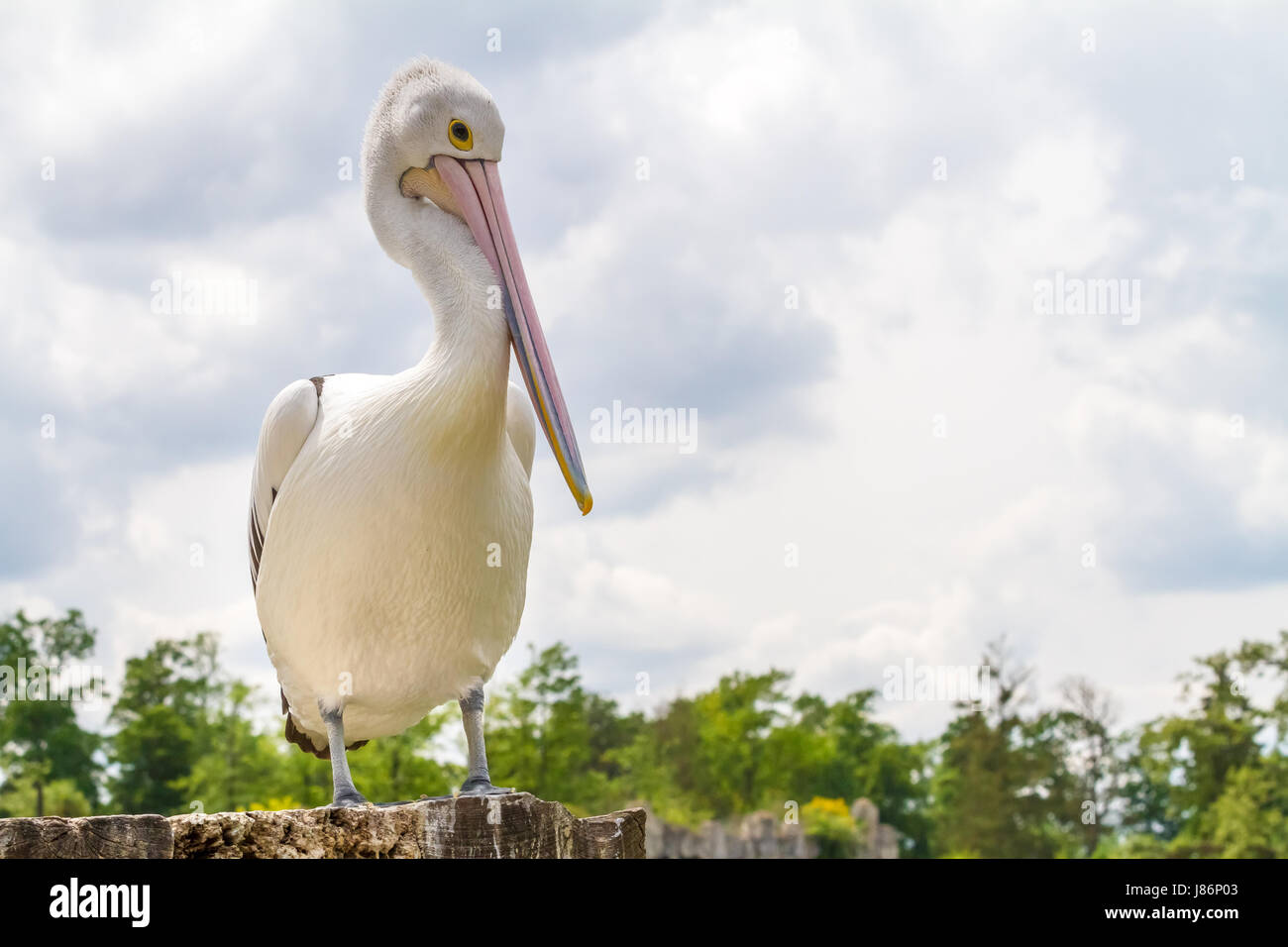 Dans le parc s'asseoir ce magnifique pélican est sur une grande pierre Banque D'Images