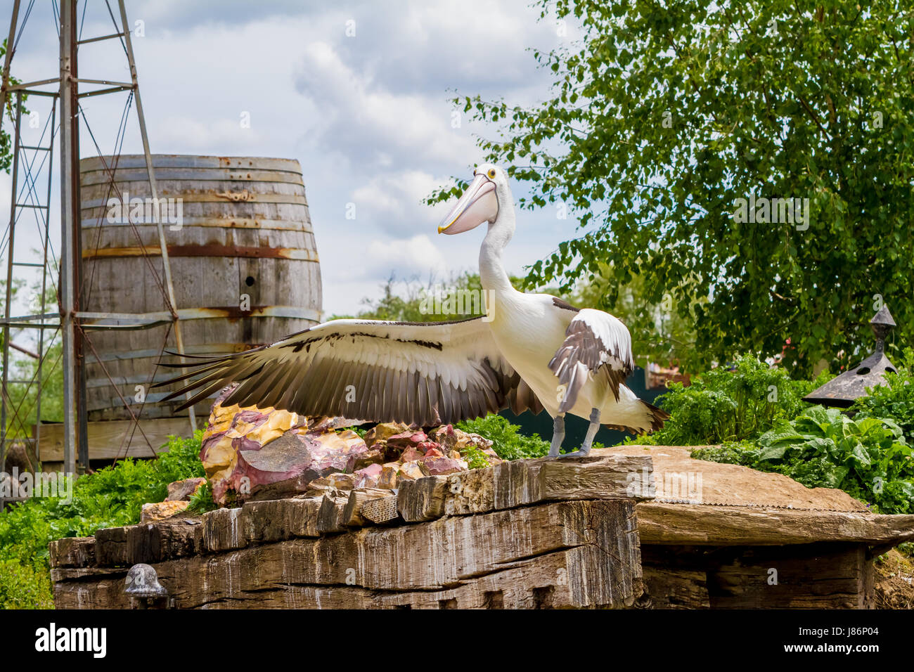 Dans le parc s'asseoir ce magnifique pélican est sur une grande pierre Banque D'Images