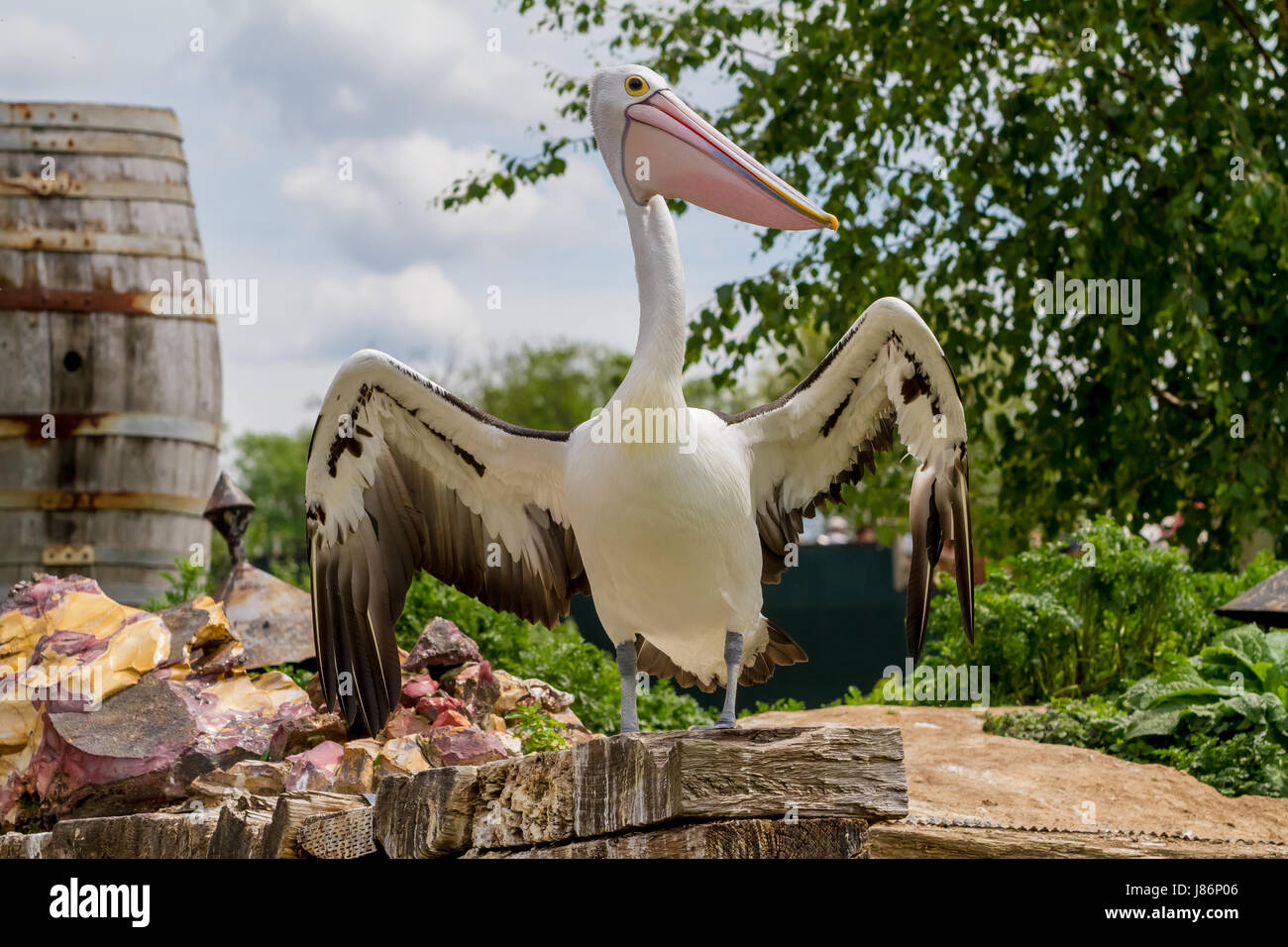 Dans le parc s'asseoir ce magnifique pélican est sur une grande pierre Banque D'Images