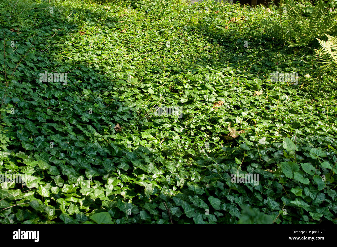 Feuille, petite, petite, petite, courte, de l'écologie, de l'oxygène, pelouse, vert, forêt, marbre, Banque D'Images