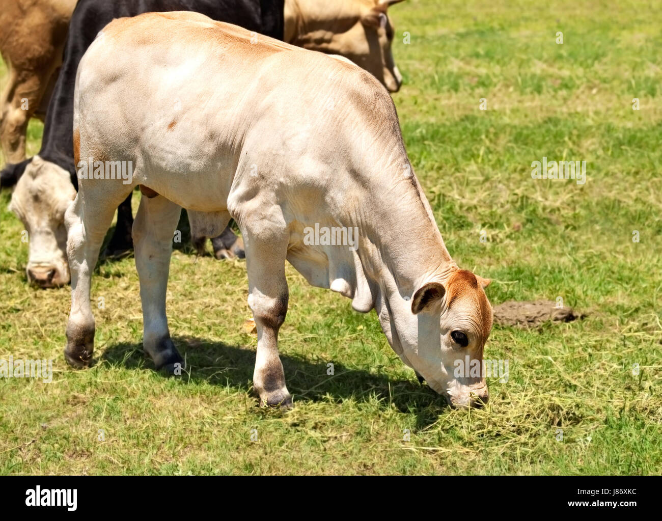 Animal, vache, veau, jeunes, jeunes, blanches, des animaux, des mammifères, de l'agriculture, de l'agriculture, Banque D'Images