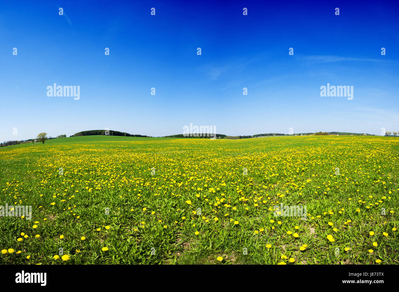 Printemps, pré, bleu, beau, beauteously, nice, feuille, macro, close-up, Banque D'Images