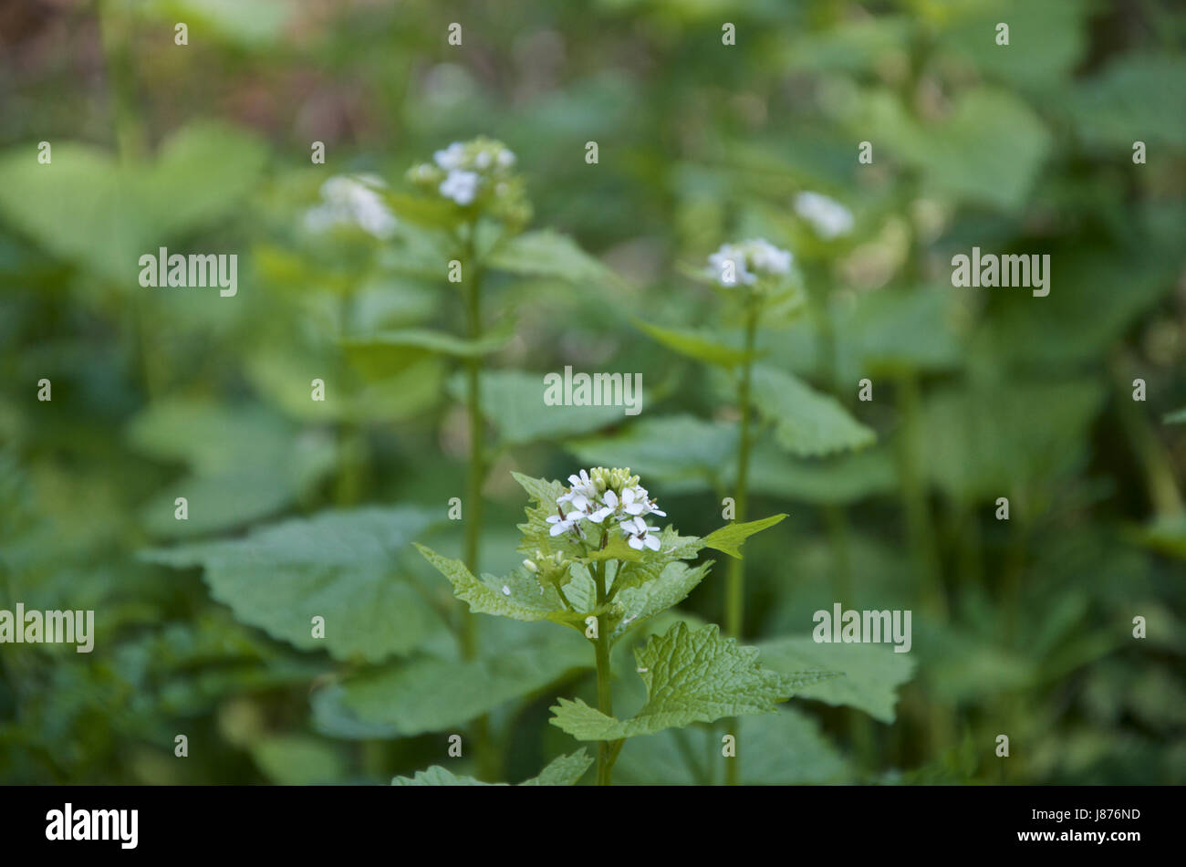 Jack-par-le-Couverture Alliaria petiolata Banque D'Images