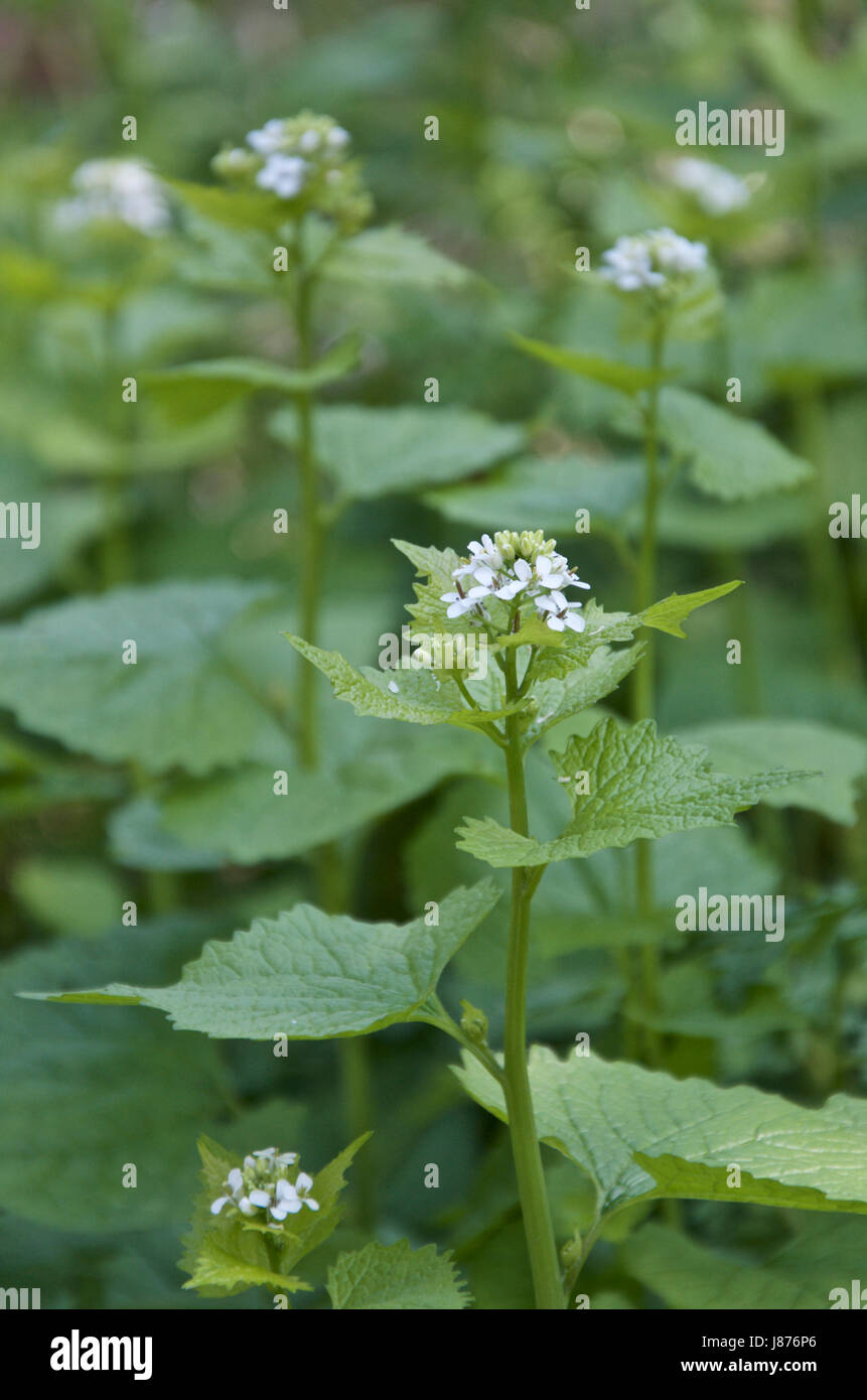 Jack-par-le-Couverture Alliaria petiolata Banque D'Images