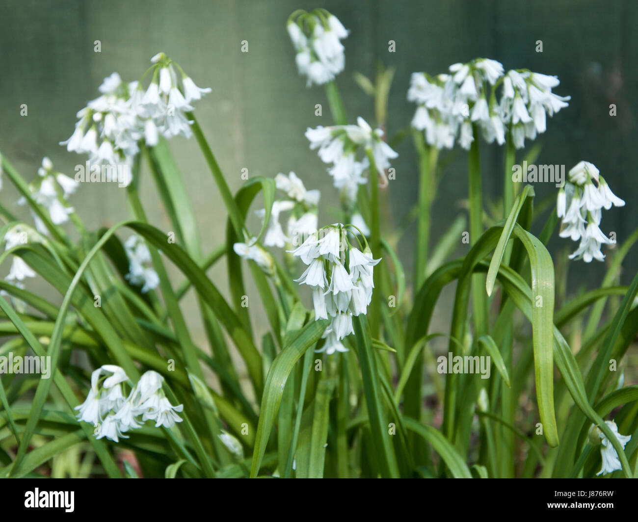 L'Allium triquetrum, triquetrous ou Poireau Poireau coincé trois Banque D'Images