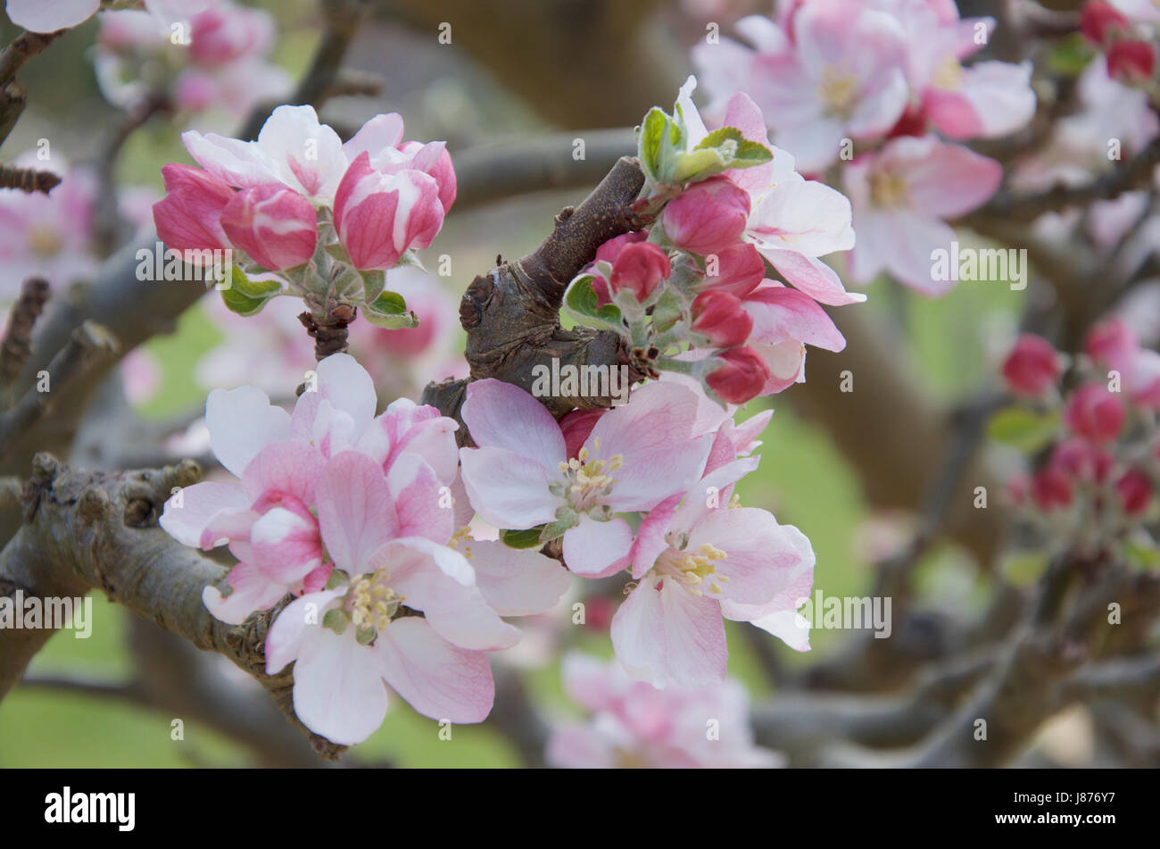Vieux pommier en fleurs Banque D'Images
