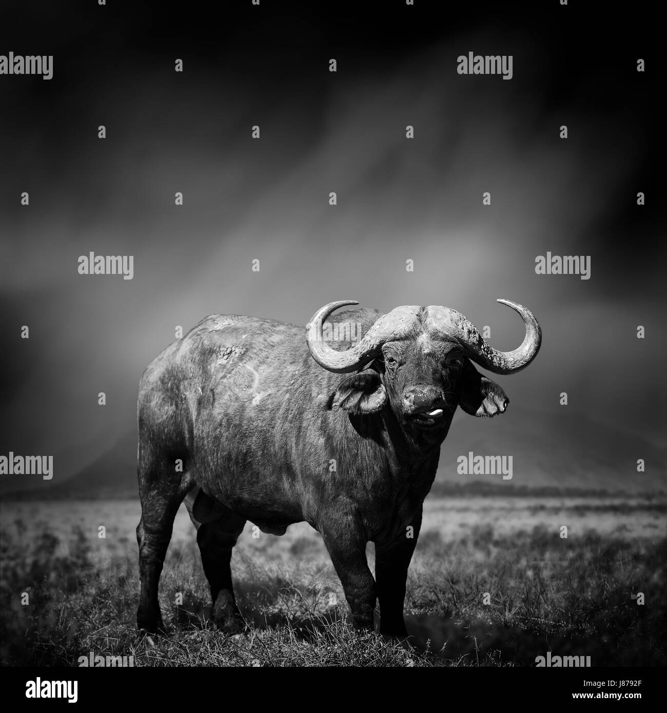 Une image en noir et blanc d'un bison sur fond noir Banque D'Images