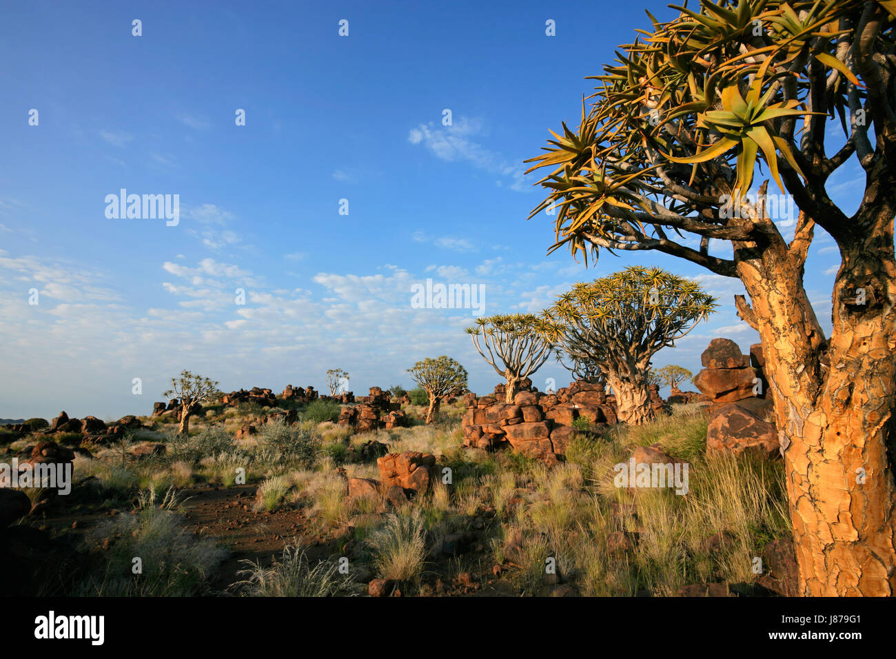 Arbre, la Namibie, l'aloès, paysage, paysage, campagne, nature, nuages, carquois, Banque D'Images
