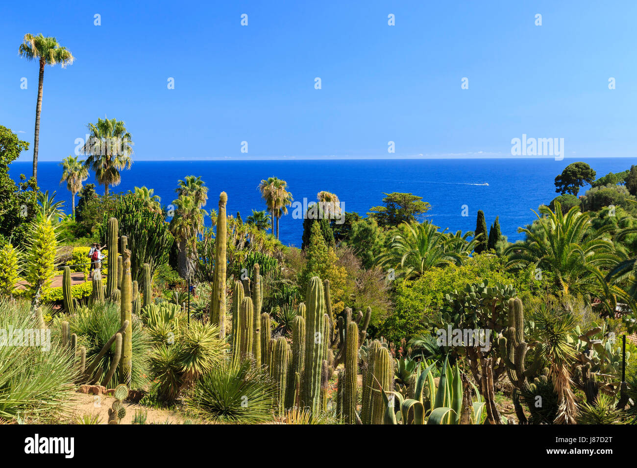 L'Espagne, la Catalogne, la Costa Brava, Blanes, Le Jardin botanique de Marimurtra, premier plan, la zone aride d'Amérique avec des bougies, des cactus oponce, agaves, yuccas... Banque D'Images