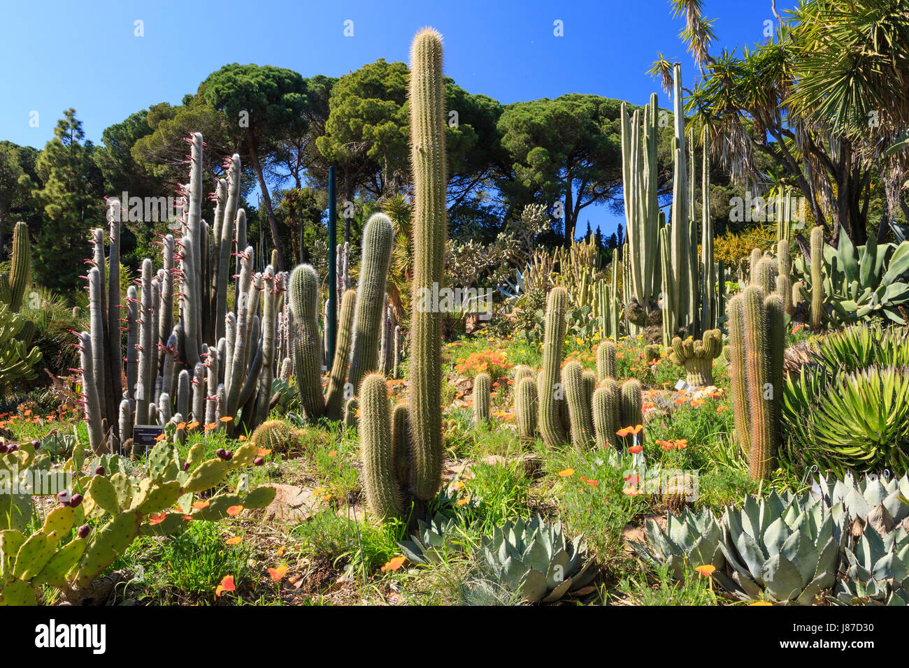 L'Espagne, la Catalogne, la Costa Brava, Blanes, Le Jardin botanique de Marimurtra, la zone aride d'Amérique avec des bougies, des cactus oponce, agaves, yuccas, Eschscholzia Banque D'Images