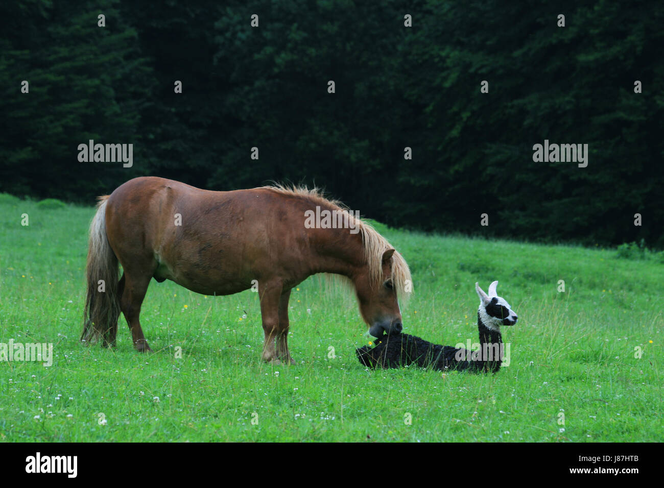 Bébé lama avec pony Banque D'Images