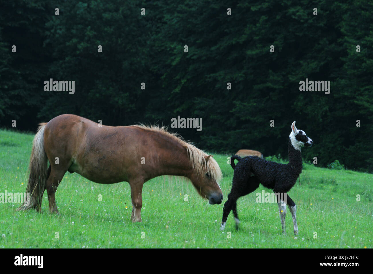Bébé lama avec pony Banque D'Images