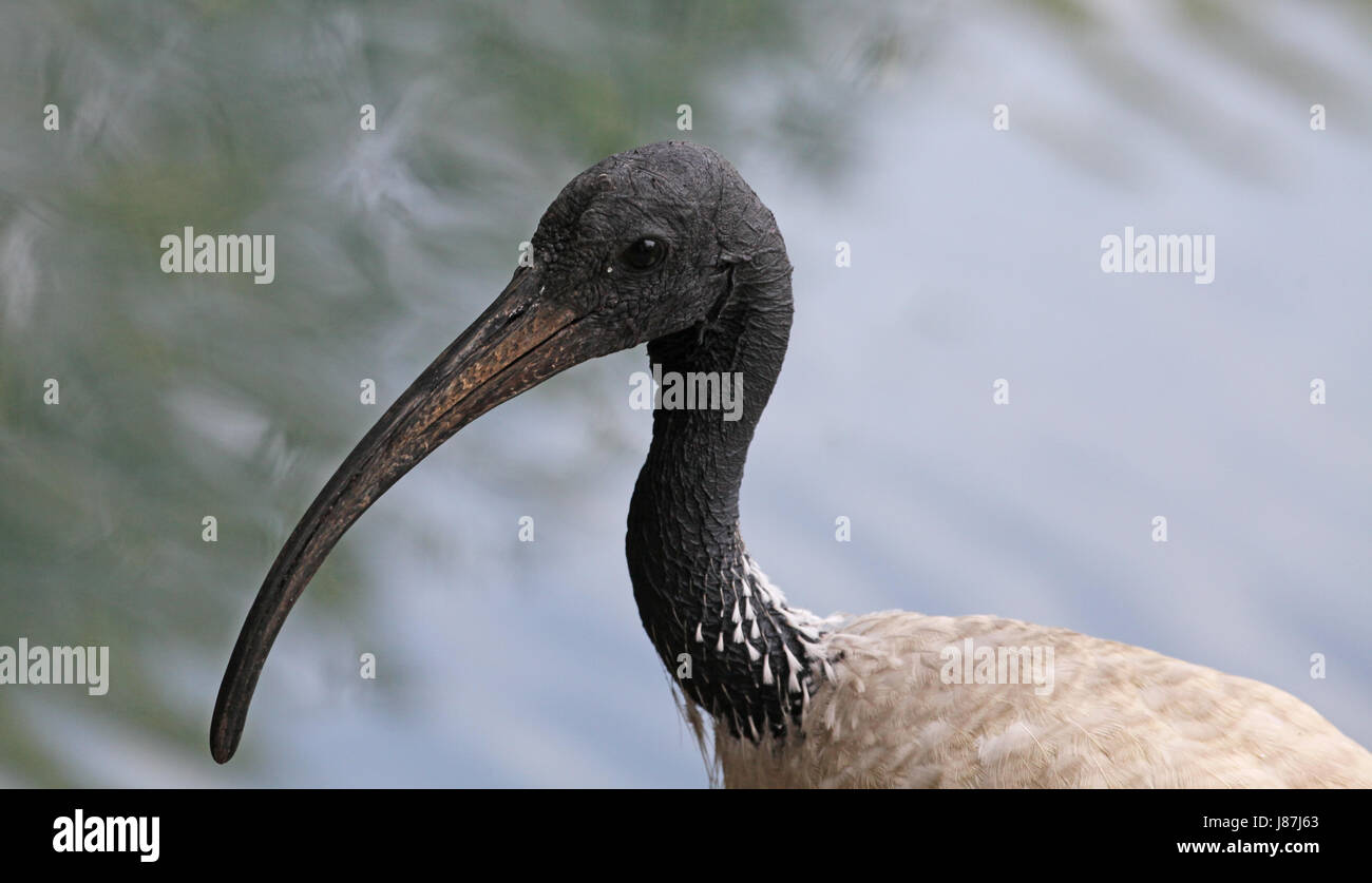 Ibis, australiens, blanc, molukkenibis, threskiornis, Moluques, heiliger, Banque D'Images