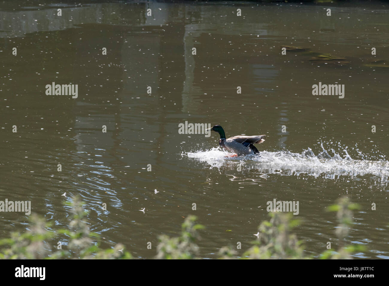 Canard colvert sur river landing Banque D'Images