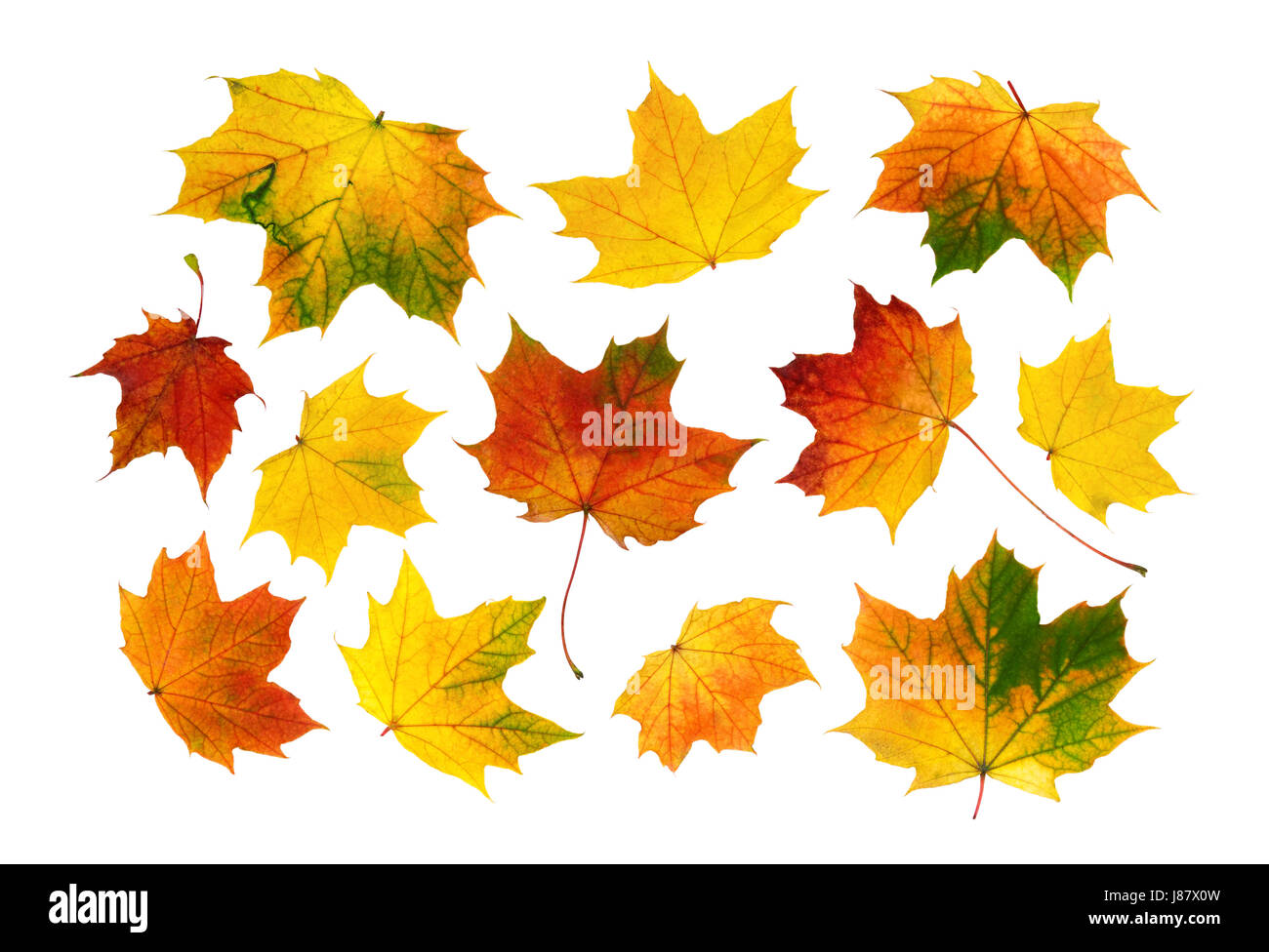 Les feuilles, isolé, blanc, européen, de race blanche, les feuilles d'automne, de la collecte, de l'autre, Banque D'Images