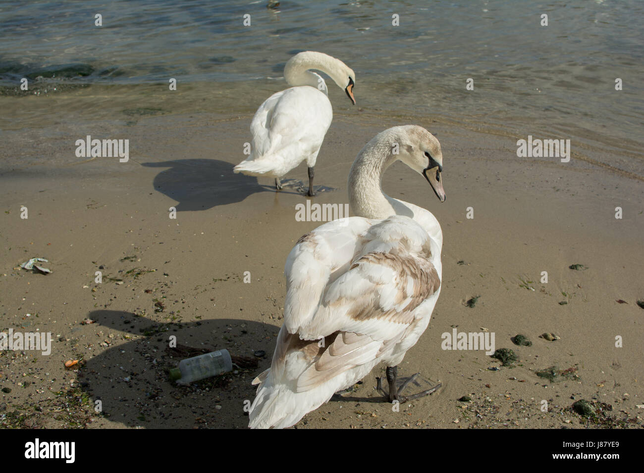 Cygnes Oiseaux Blanc Sur La Rive Sale De La Mer Noire En