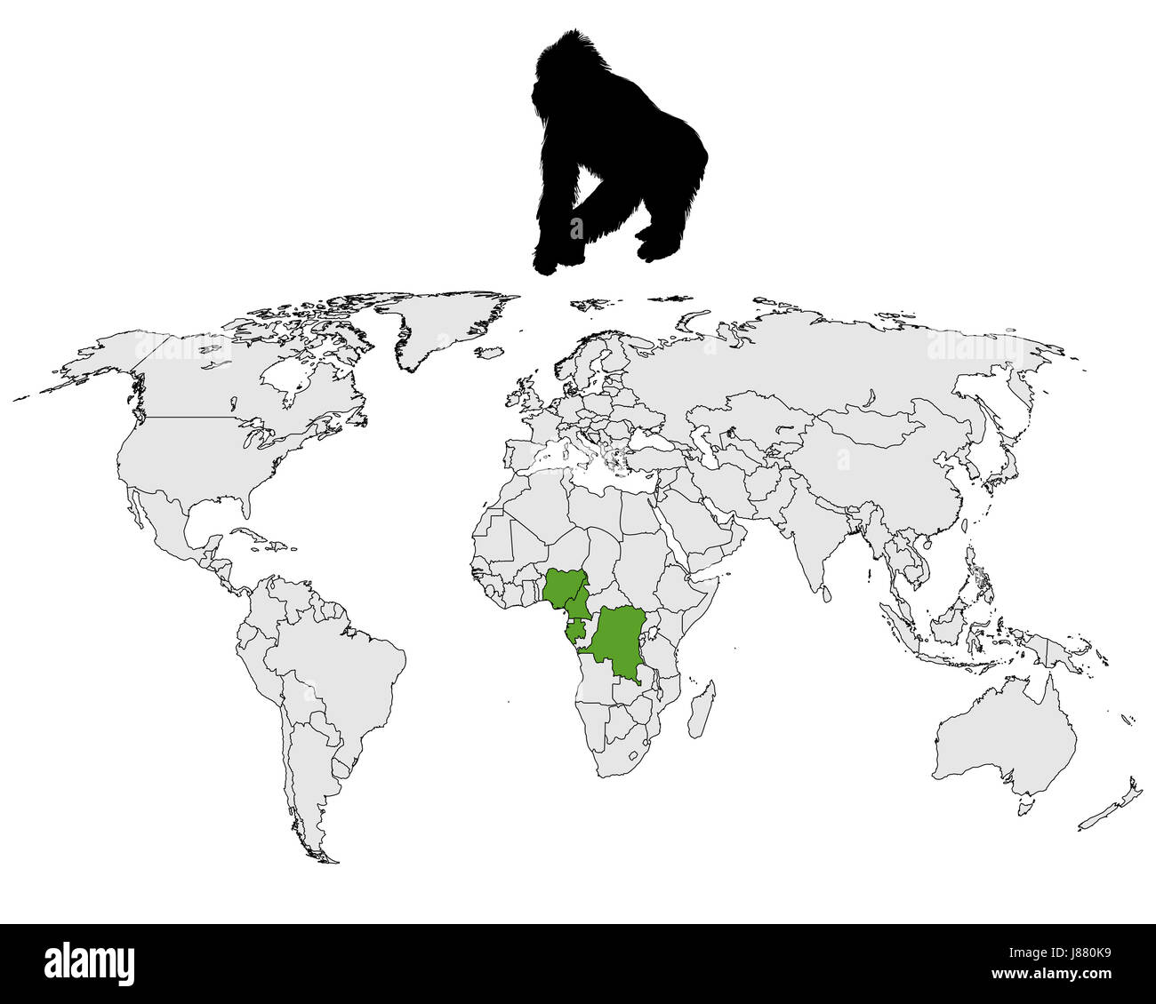 La distribution des gorilles du monde Banque D'Images