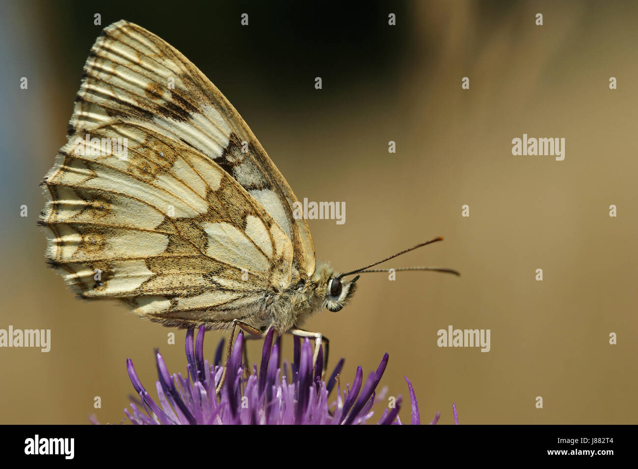 [Melanargia galathea] schachbrettfalter Banque D'Images