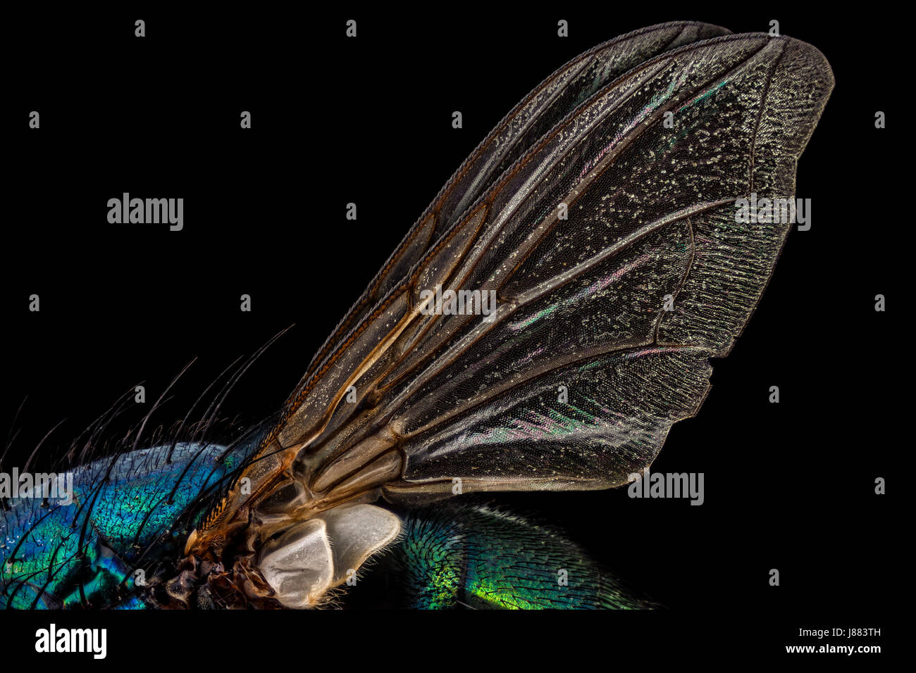 Les ailes d'une mouche vert bouteille commun Banque D'Images