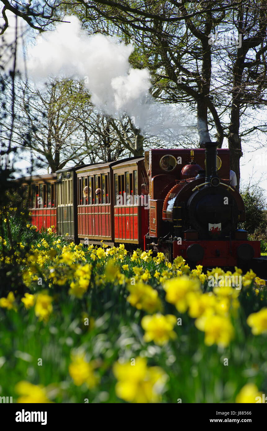 Train à vapeur sur la Talyllyn Railway, Nord du pays de Galles, Royaume-Uni Banque D'Images