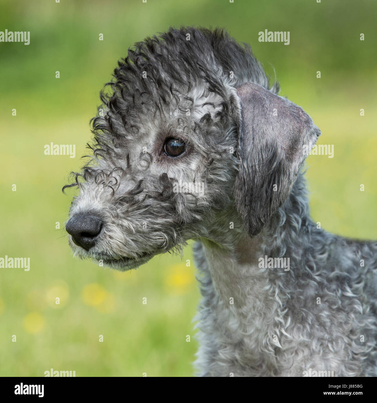 Bedlington terrier puppy Banque D'Images