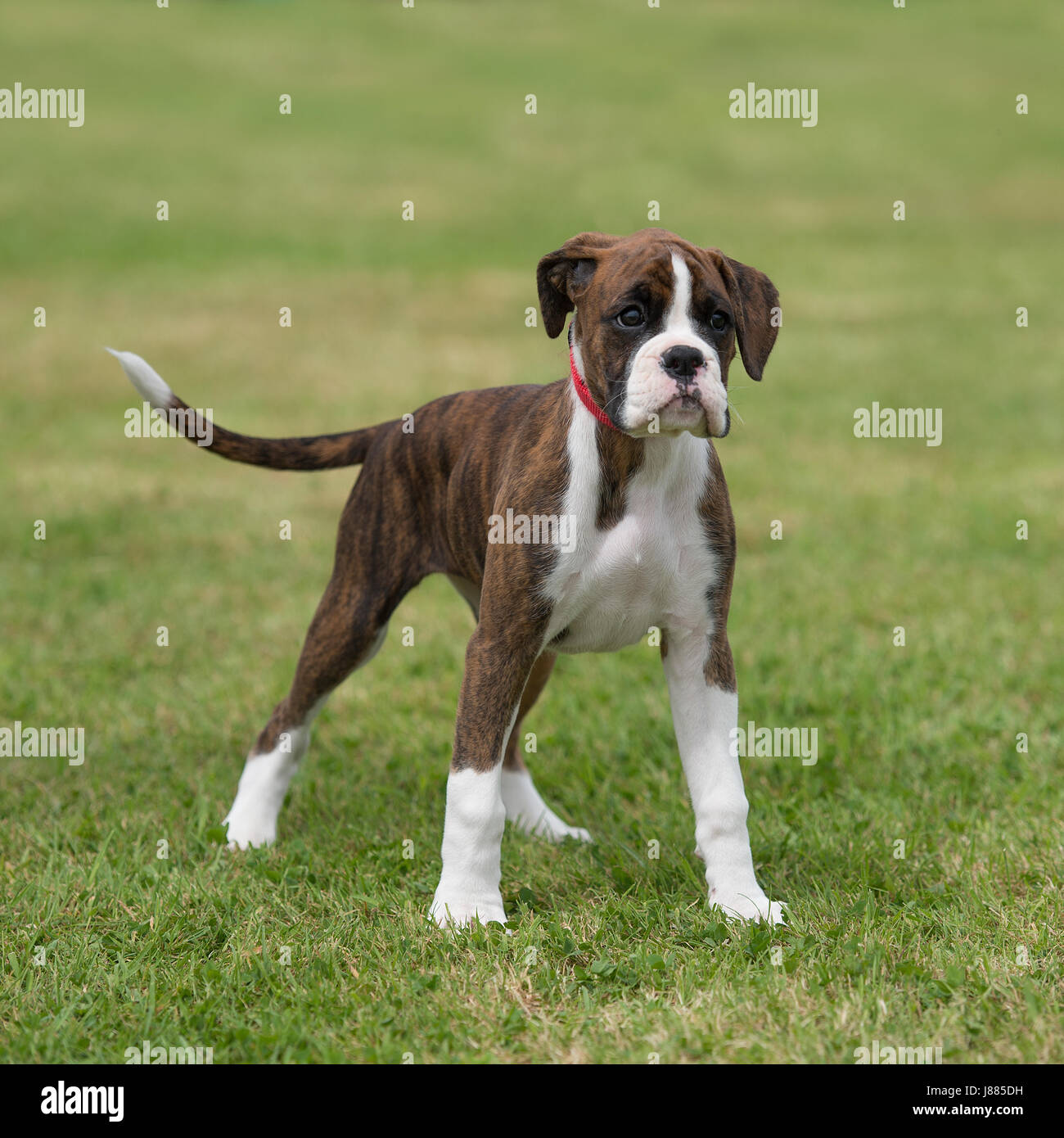 chiot Boxer Banque D'Images